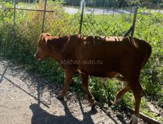 Продается бычок