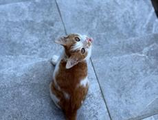 Котенок в добрые руки (мальчик)
