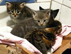 Котята метисы мейн-куна