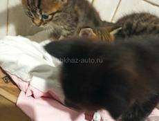 Котята метисы мейн-куна