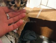 Котята метисы мейн-куна