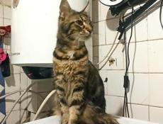 Котята метисы мейн-куна