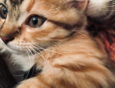 Кошка и три котёнка 