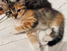 Кошка и три котёнка 