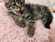 Кошка и три котёнка 
