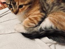 Кошка и три котёнка 