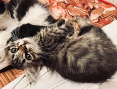 Кошка и три котёнка 