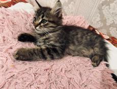 Кошка и три котёнка 