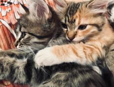Кошка и три котёнка 