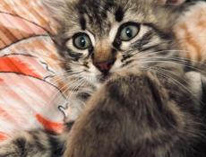 Кошка и три котёнка 