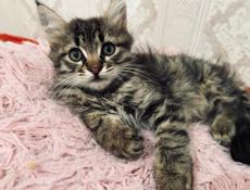 Кошка и три котёнка 