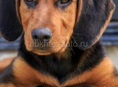 Щенки гончие месяца
