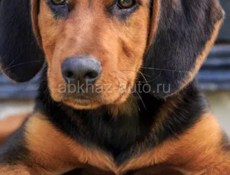 Щенки гончие месяца