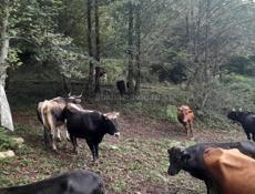 Продажа скота