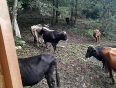 Продажа скота