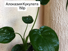 Алоказии🌸