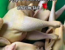 Курочки