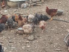 Продаю домашних кур