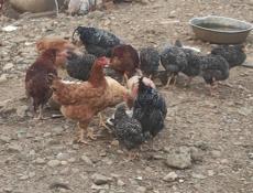 Продаю домашних кур