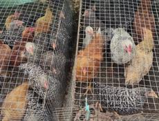 Продаю цыплят разных пород и м 5 месяцев 
