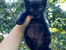 отдам котят 
