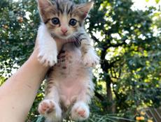 отдам котят 
