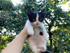 отдам котят 