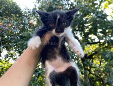 отдам котят 