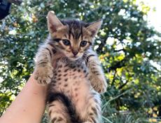 отдам котят 