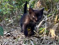 срочно отдам котят в добрые руки