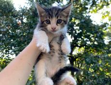 срочно отдам котят в добрые руки