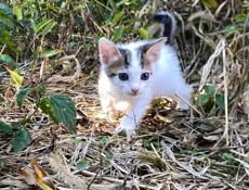срочно отдам котят в добрые руки