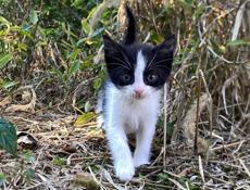 срочно отдам котят в добрые руки