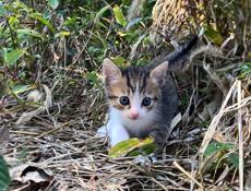 срочно отдам котят в добрые руки