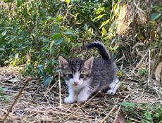 срочно отдам котят в добрые руки