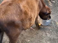 Продам бычка 