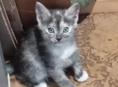 Котики от Крысоловки 