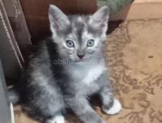 Котики от Крысоловки 