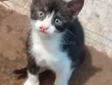 Котики от Крысоловки 
