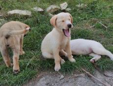 Щенки лабрадор, алабай