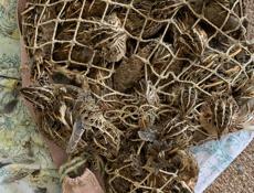 Перепела чищеные 250