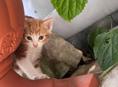 Отдадим котят в добрые руки 