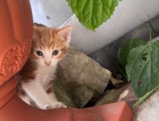 Отдадим котят в добрые руки 
