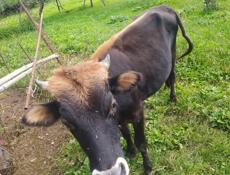 Продается бык 75 кг