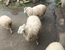Барашки 