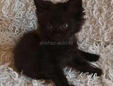 Отдам котят 