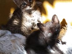 Отдам котят 