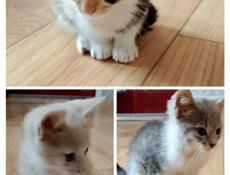 Отдам котят в добрые руки 