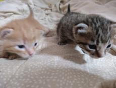 Отдам котят в добрые руки