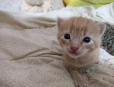 Отдам котят в добрые руки
